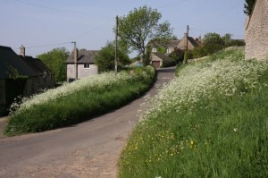 Tresham Lane with Queen Anne’s Lace